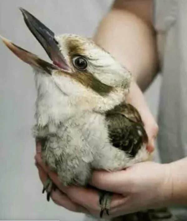 This bird that looks like a bunny: