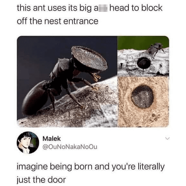 savage comments and replies - imagine being born and you re literally just the door - this ant uses its big a head to block off the nest entrance Malek imagine being born and you're literally just the door