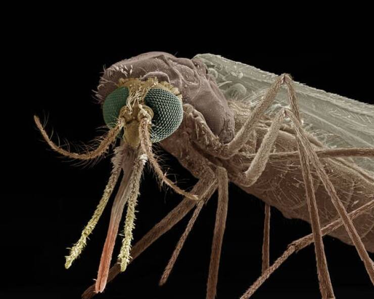 Mosquitoes don't use one needle to drink your blood. It's actually six micro-needles.Two of the needles saw the human skin, another set of needles hold the tissue apart, while a needle pierces the blood vessel.