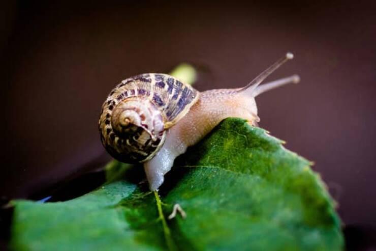 Snails have thousands of teeth. They have a tongue similar to ours; it just has rows and rows of teeth on it.