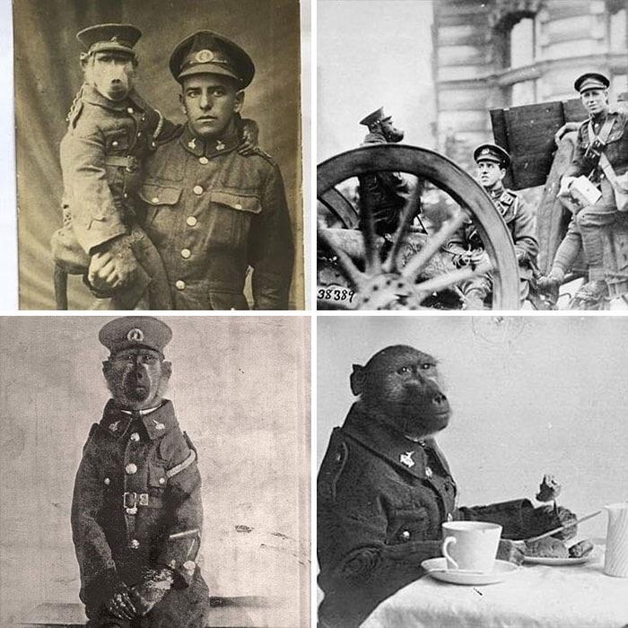 fascinating pics from history - Corporal Jackie a Baboon in the South African Army during World War I. The official mascot of the 3rd Transvaal Regimen. His owner, Albert Marr was would not leave Jackie at home. He had a ration set, and his own pay book. 