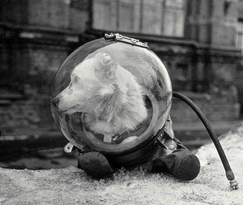Belka, a Soviet dog who went to space in the Sputnik 5. She returned to Earth safely. August 1960.