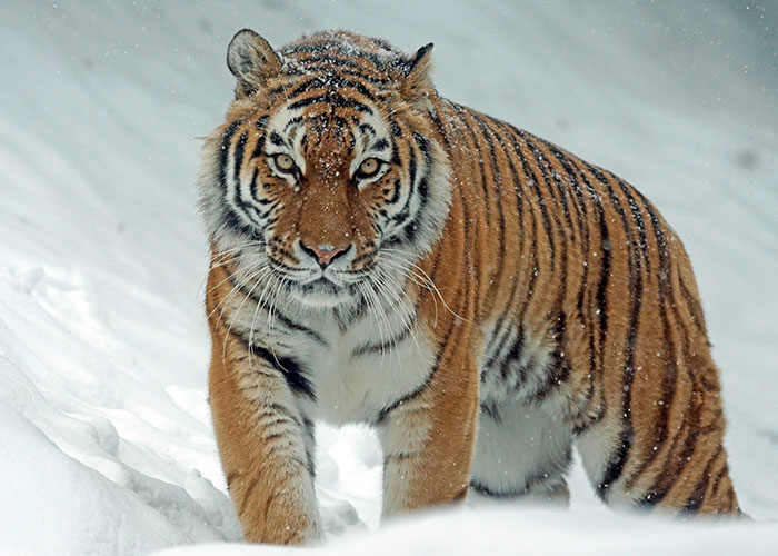 interesting facts - siberian tiger