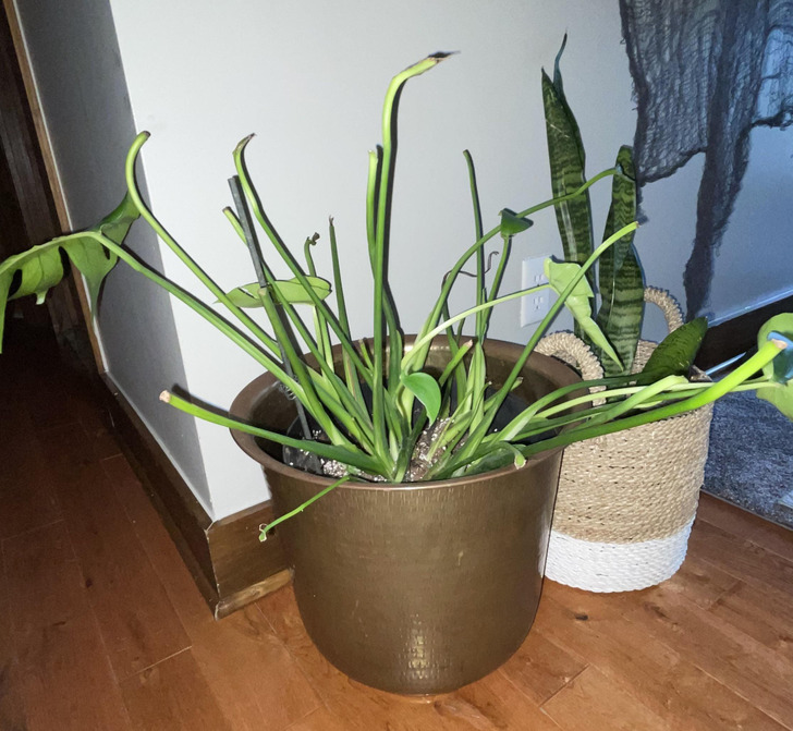 “Help! My kid destroyed my monstera and ripped all of the leaves off.”