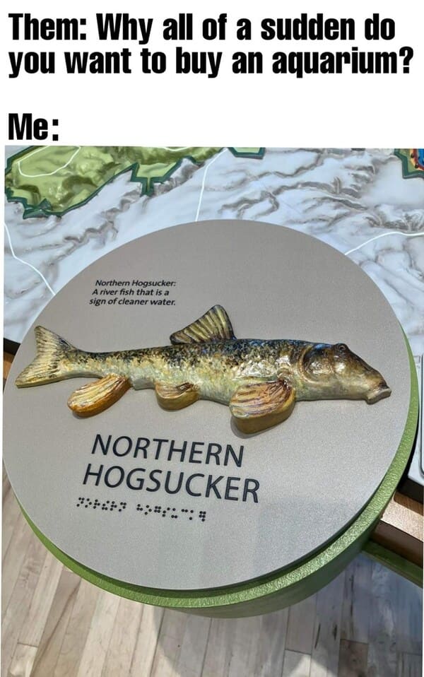 dank memes - fauna - Them Why all of a sudden do you want to buy an aquarium? Me Northern Hogsucker A river fish that is a sign of cleaner water. Northern Hogsucker