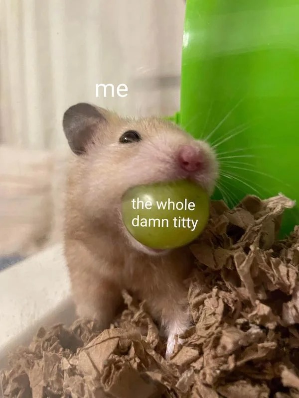 tantric tuesday spicy memes - hamster - me the whole damn titty