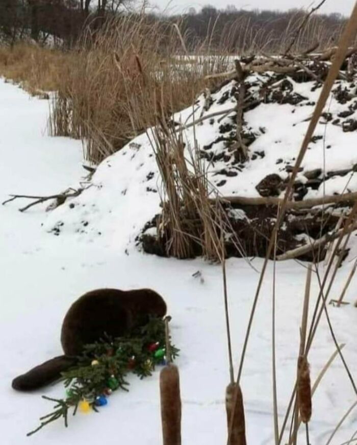 30 People Having A Worse Christmas Than You.