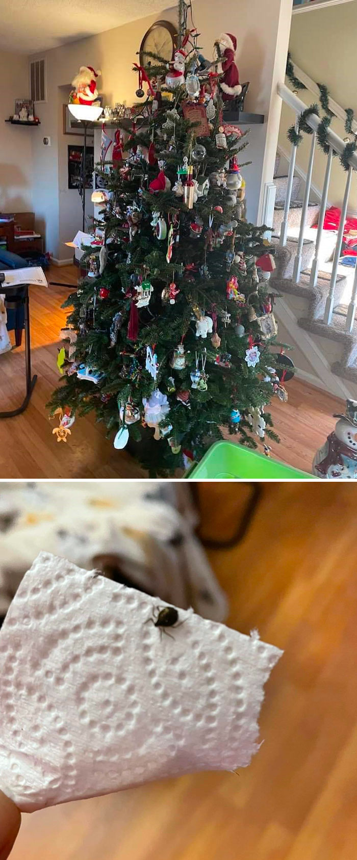 30 People Having A Worse Christmas Than You. Gallery eBaum's World