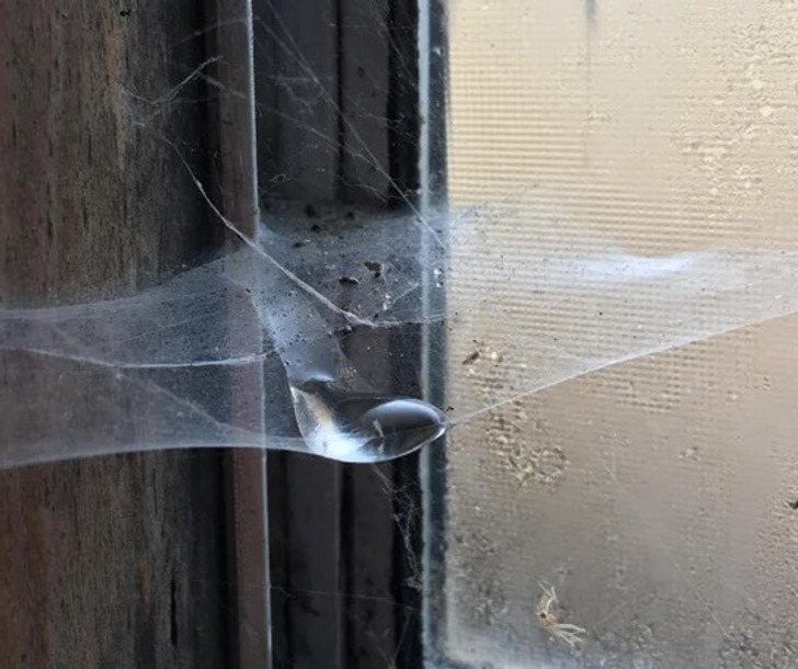 "if condensation forms on a spider web."