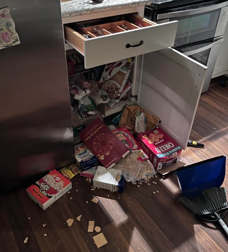 “Was awoken at 4:30 in the morning by some ruckus in the kitchen and found that the cats had reorganized our snack cabinet.”