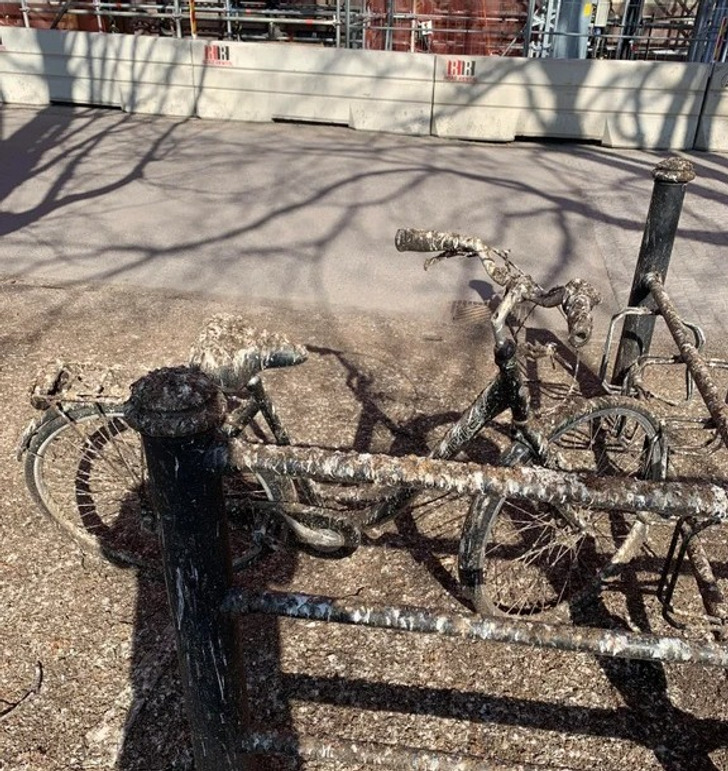 “Someone left their bike under the wrong tree.”