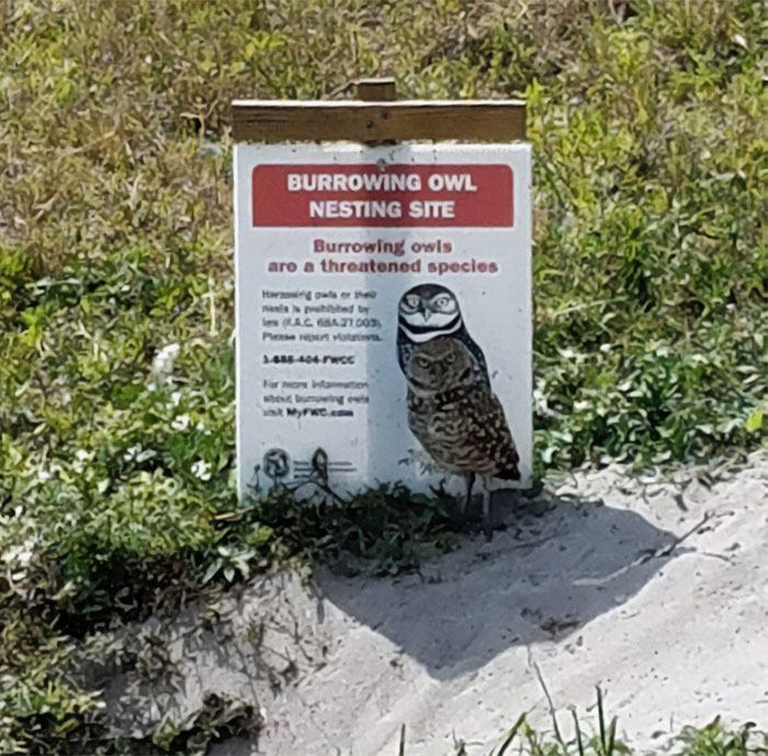hiding in plain sight - burrowing owl sign - Burrowing Owl Nesting Site Burrowing owls are a threatened species nesis probibited by lew A.C. 68A21.003 Please report Matativa 1486404Fwog For Mopk stod umowing ev ist MyFWC.com