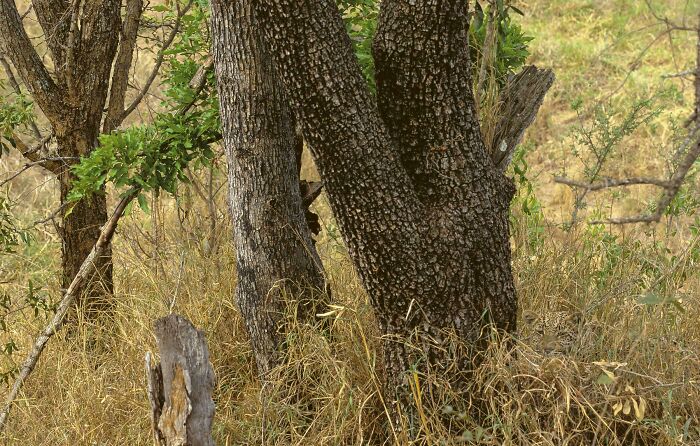 The Camouflage Of This Leopard