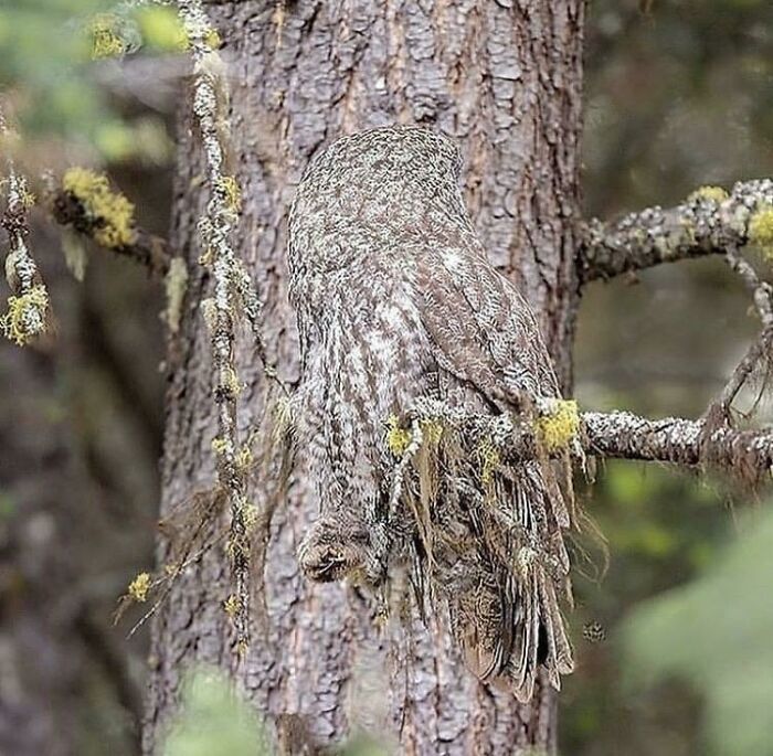 An Easy One But Still, Find The Owl