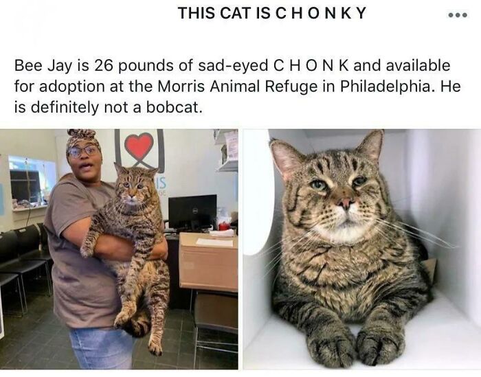 Accidental Comedy - bee jay cat - Bee Jay is 26 pounds of sadeyed Ch On K and available for adoption at the Morris Animal Refuge in Philadelphia. He is definitely not a bobcat. Total Is Ge This Cat Is Chonky Cara