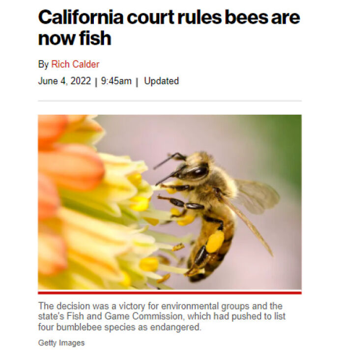 Accidental Comedy - california court rules bees are fish - California court rules bees are now fish By Rich Calder | am | Updated The decision was a victory for environmental groups and the state's Fish and Game Commission, which had pushed to list four b