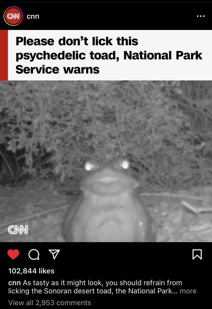 Accidental Comedy - national park service toad - Cnn cnn Please don't lick this psychedelic toad, National Park Service warns Can a 102,844 cnn As tasty as it might look, you should refrain from licking the Sonoran desert toad, the National Park... more V