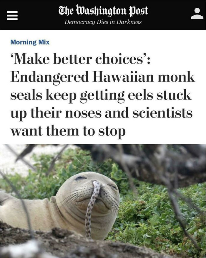 Accidental Comedy - fauna - ||| The Washington Post Democracy Dies in Darkness Morning Mix 'Make better choices' Endangered Hawaiian monk seals keep getting eels stuck up their noses and scientists want them to stop