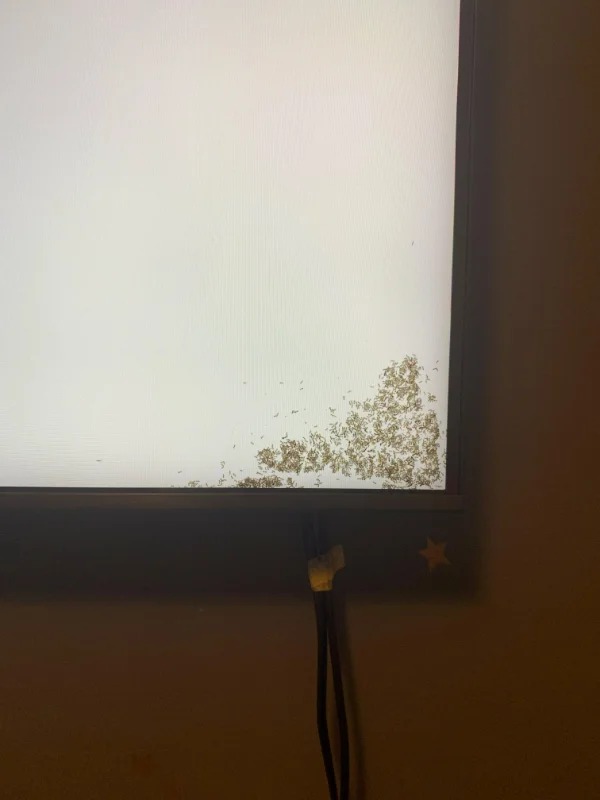 “Ants got inside my tv”