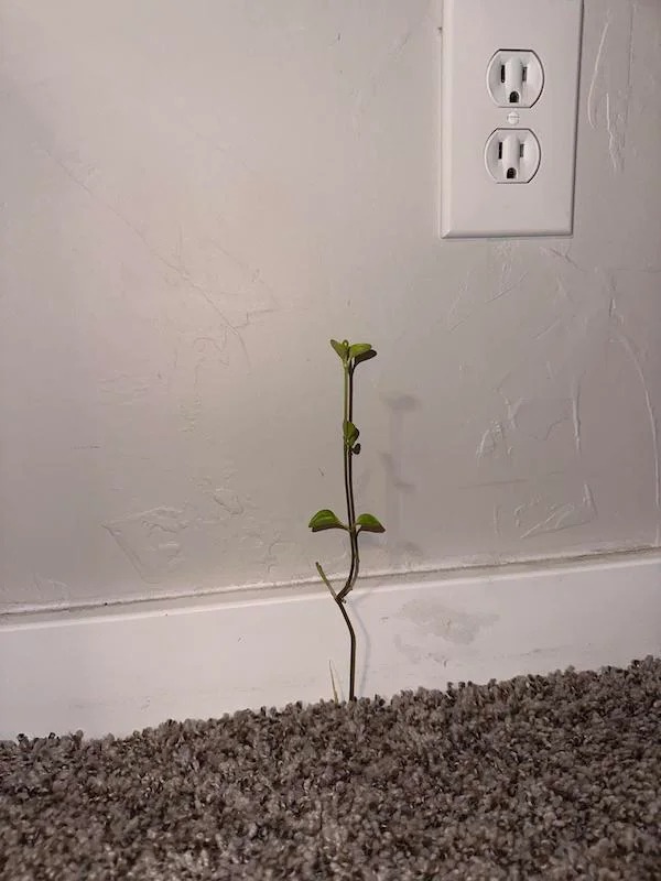 There’s a plant growing out of my carpet.