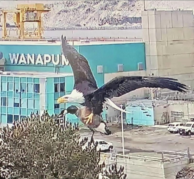 American Eagle captures Canadian Goose. Taken on security camera at the Wanapum Dam, Washington. 12/15/2022.