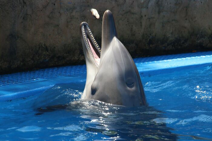 Facts That Should Not Be Ignored - dolphins in bulgaria