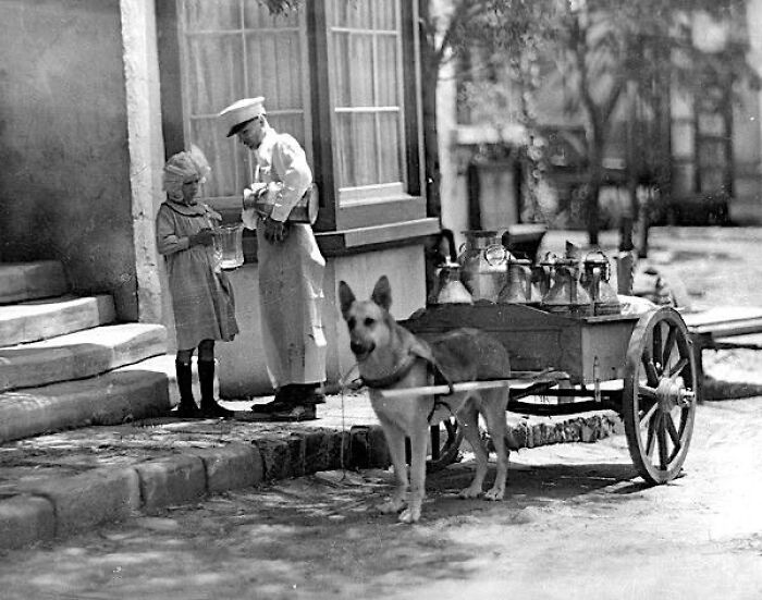Milk Delivery By Dogcart, Studio City, Ca, Circa 1910.