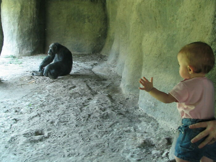 that in 1931, a scientist tried to teach a baby chimpanzee human behavior by raising it alongside his human son. The chimpanzee never acquired language skills, and the experiment was called off when the human baby began imitating the chimpanzee's vocalizations.