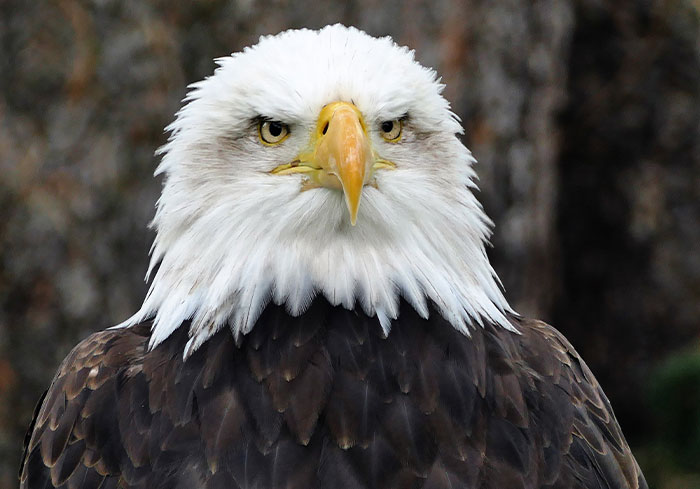 that the Bald Eagle population has recovered! They are now fairly common birds to be seen in residential areas.