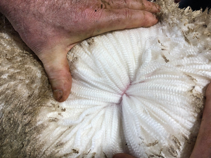odd and interesting pics - australian merino sheep