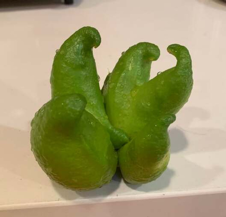 odd and interesting pics - vegetable
