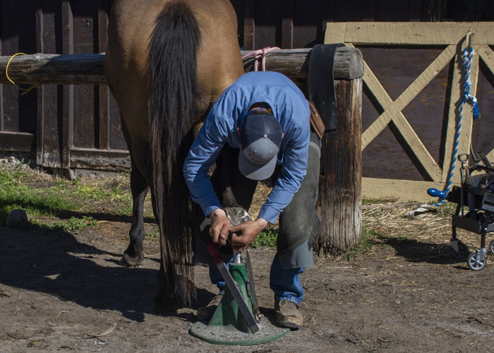 There is absolutely no aspect of shoeing a horse that hurts it. We’ve been shoeing horses for around 2000 years now and providing I do everything correctly (which is why we have a 4 year apprenticeship in Britain) our dear quadrupeds won’t feel a thing.