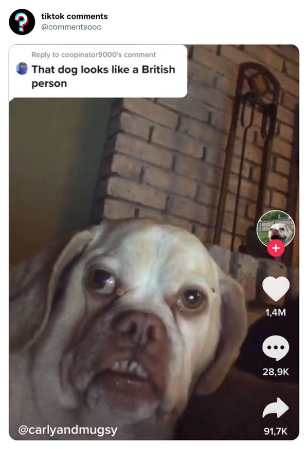 funny tiktok comments - dog - tiktok to coopinator9000's comment That dog looks a British person 1,4M 8