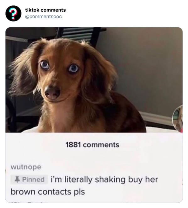 funny tiktok comments - dog - ? tiktok 1881 wutnope Pinned i'm literally shaking buy her brown contacts pls