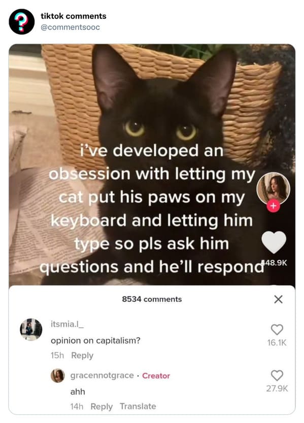 funny tiktok comments - photo caption - ? tiktok CX0000 i've developed an obsession with letting my cat put his paws on my keyboard and letting him type so pls ask him questions and he'll respond 8534 itsmia.l opinion on capitalism? 15h gracennotgrace Cre