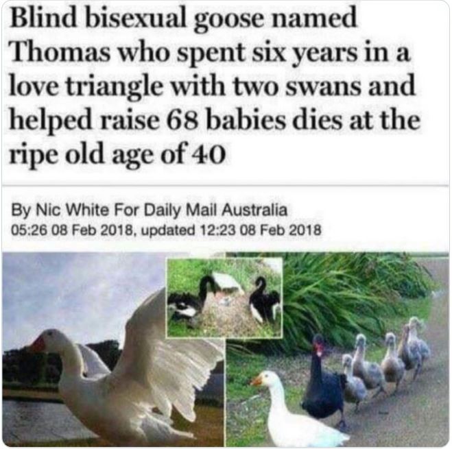 WTF news headlines - bisexual goose - Blind bisexual goose named Thomas who spent six years in a love triangle with two swans and helped raise 68 babies dies at the ripe old age of 40 By Nic White For Daily Mail Australia , updated