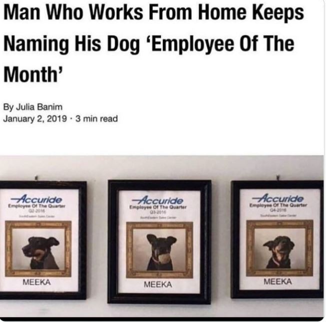 WTF news headlines - dog employee of the month - Man Who Works From Home Keeps Naming His Dog 'Employee Of The Month' By Julia Banim 3 min read Accuride Employee Of The Quarter Meeka Accuride Employee Of The Quarter 032016 Meeka Accuride Employee Of The Q