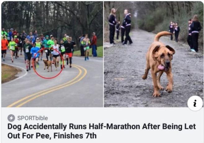 WTF news headlines - Funny meme - i SPORTbible Dog Accidentally Runs HalfMarathon After Being Let Out For Pee, Finishes 7th