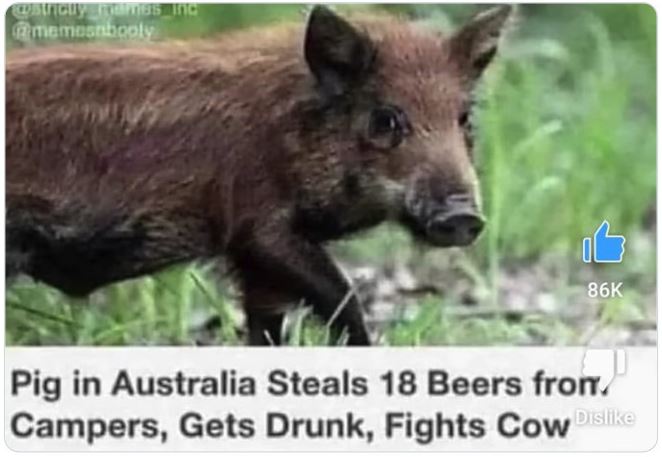 WTF news headlines - Photograph - 86K Pig in Australia Steals 18 Beers from. Campers, Gets Drunk, Fights Cow Dis