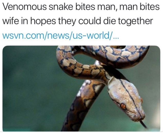 WTF news headlines - fauna - Venomous snake bites man, man bites wife in hopes they could die together wsvn.comnewsusworld...