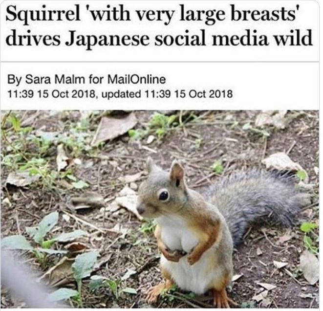 WTF news headlines - japanese squirrel big breasts - Squirrel 'with very large breasts' drives Japanese social media wild By Sara Malm for MailOnline , updated