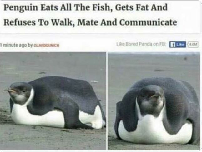 WTF news headlines - penguin gets fat refuses to walk - Penguin Eats All The Fish, Gets Fat And Refuses To Walk, Mate And Communicate 1 minute ago by Olandgunich Bored Panda on Fb M