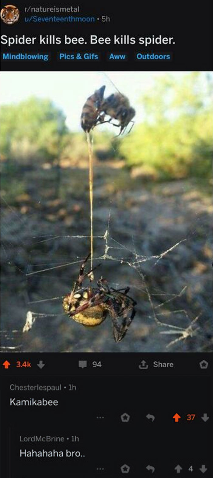 Funny Comments - 5h Spider kills bee. Bee kills spider.