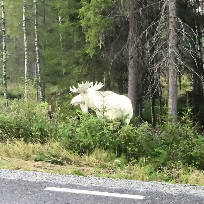 An Albino Moose In The Forest