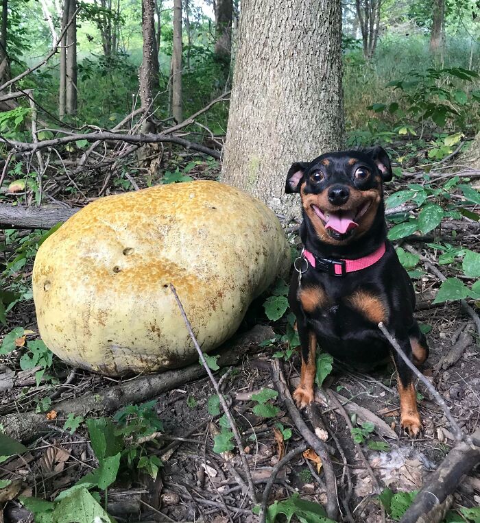 Yes, She Found A Wild Mushroom In The Forest. No, She Didn't Eat Part Of It, She's Just Always A Derp