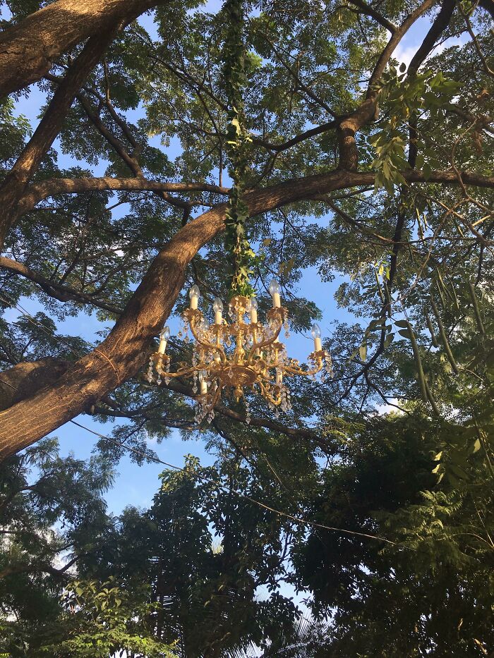 This Random Chandelier Left Hanging In The Forest