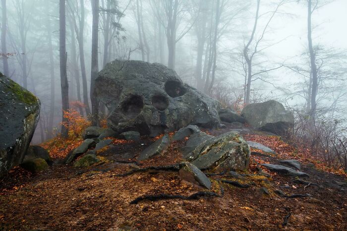 Skull Looking Rock In The Middle Of The Forest