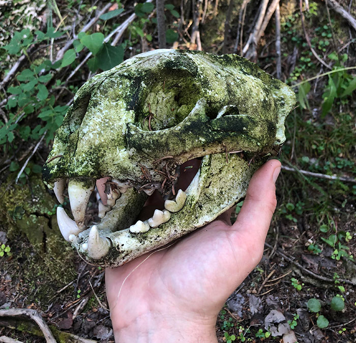 Found A Cougar Skull In The Woods