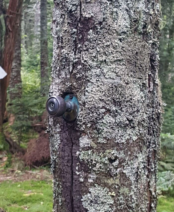Doorknob On A Tree In The Middle Of The Woods