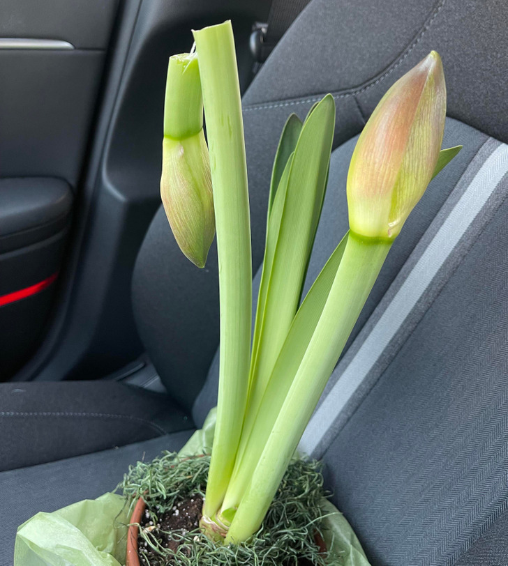 “Decided to spontaneously get my wife a new plant from an overpriced local florist that I probably can’t afford.” “I trip when putting it in my car and one of the heads got ripped off.”